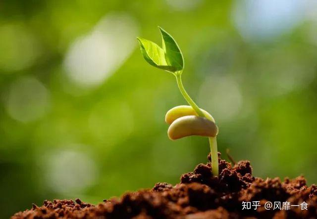 種子隊(duì)當(dāng)先啥叫,女性（偽）球迷你們搞清楚